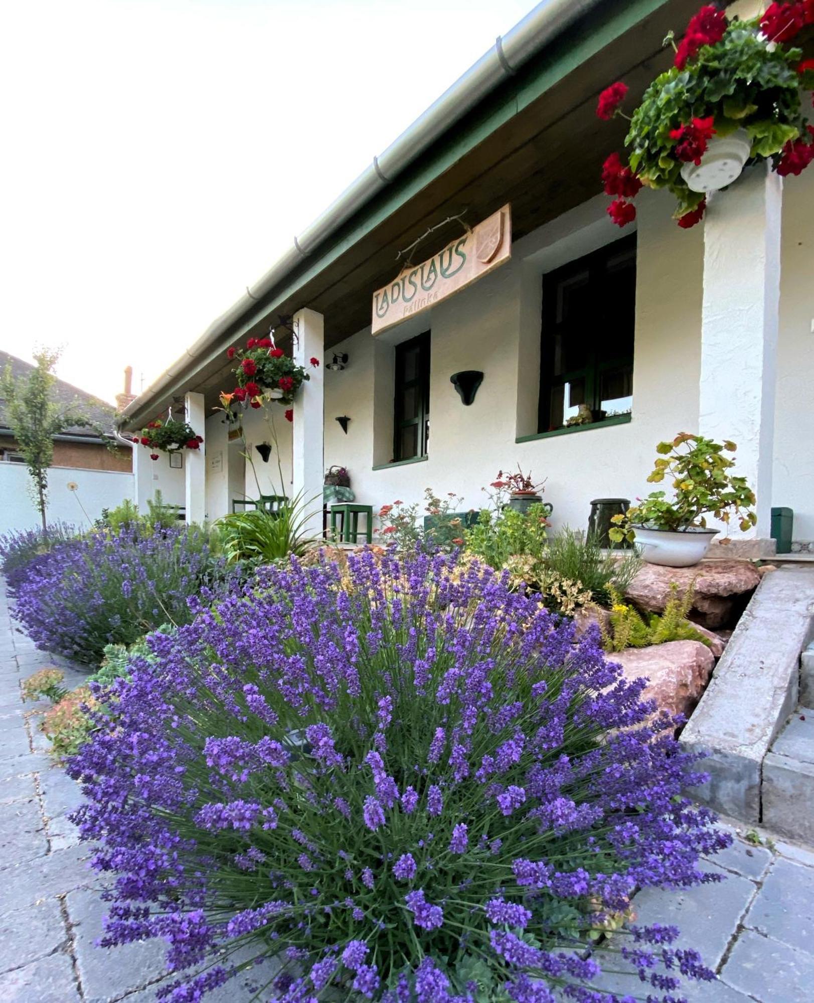 Ladislaus Schnaps-Haus Falusi Vendégház Csolnok Extérieur photo